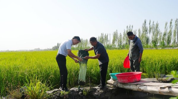 银铺子配资 “心里没底”到“丰收劲儿足”！澳洲淡水龙虾在新疆温宿落户