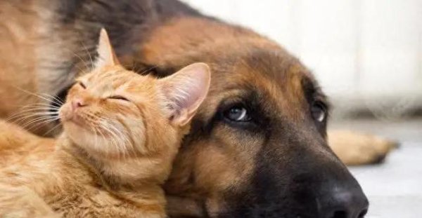 捷希源配资 猫咪高冷不听话，狗狗却秒变小弟，差别咋这么大？